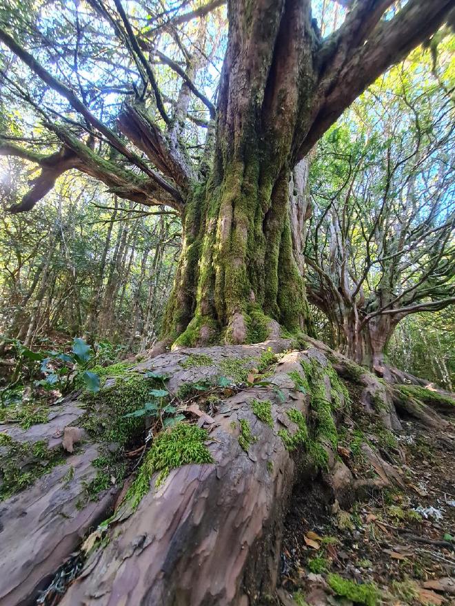 Yew Tree in the Tejedelo Forest